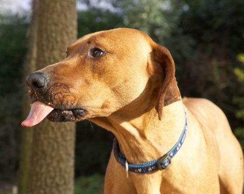 Simba getting ready to clean up that peanut butter
Ключові слова: Simba Rhodesian Ridgeback peanut butter tongue