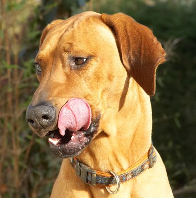 Kila working that tongue to get all the peanut butter
Anahtar kelimeler: Kila Rhodesian Ridgeback tonue peanut butter