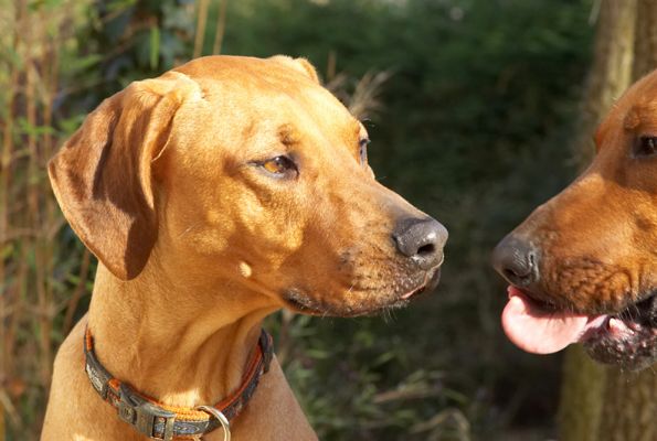 Kila waiting Simba enjoy his peanut butter
Palabras clave: Kila Simba Rhodesian Ridgeback tongue peanut butter