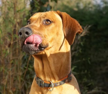 Kila regally enjoying her peanut butter
Trefwoorden: Kila Rhodesian Ridgeback tongue peanut butter regal