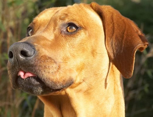 Kila retracting her tongue to see if there is any more peanut butter
Anahtar kelimeler: Kila Rhodesian Ridgeback tonue peanut butter
