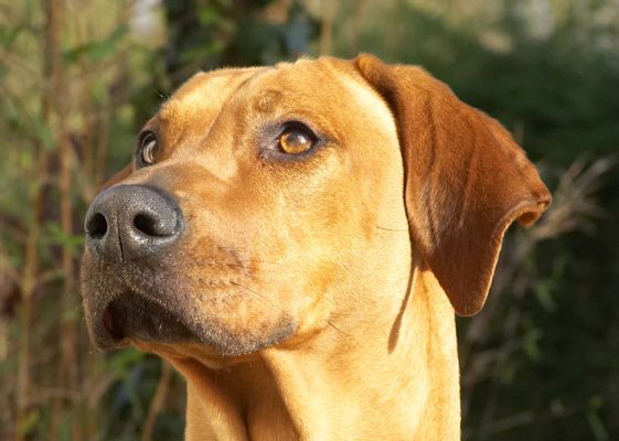 Kila looking to see if there is any more peanut butter on offer
Ключові слова: Kila Rhodesian Ridgeback peanut butter