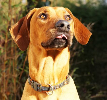 Kila in 7th heaven
Ключевые слова: Kila Rhodesian Ridgeback tongue peanut butter