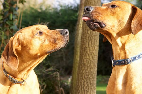 Are you going to share?
Anahtar kelimeler: Kila Simba Rhodesian Ridgeback peanut butter tongue