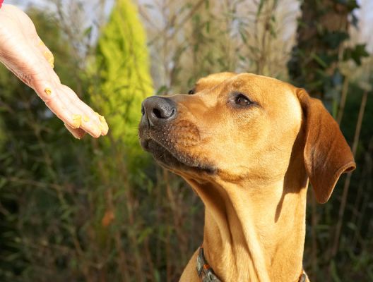 Kila pondering the next scoop of peanut butter
Ključne besede: Kila Rhodesian Ridgeback peanut butter
