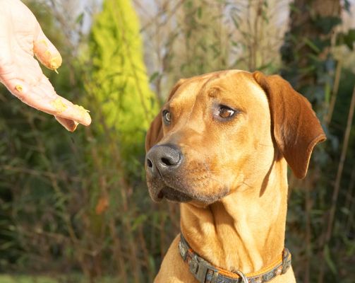 Do I want this?
Ключові слова: Kila Rhodesian Ridgeback tongue peanut butter