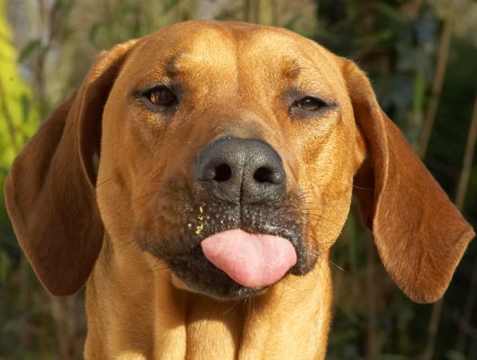 No, I'm not being rude; just enjoying my peanut butter
Keywords: Kila Rhodesian Ridgeback peanut butter tongue