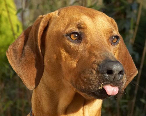 Don't I look drop dead gorgeous
Ключові слова: Kila Rhodesian Ridgeback tongue peanut butter