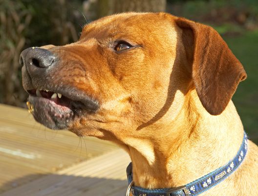 Simba enjoying the first mouthful of peanut butter
Ključne besede: Simba Rhodesian Ridgeback peanut butter