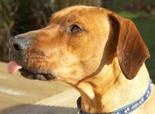 See, I can be dainty too!
Anahtar kelimeler: Simba Rhodesian Ridgeback tongue peanut butter