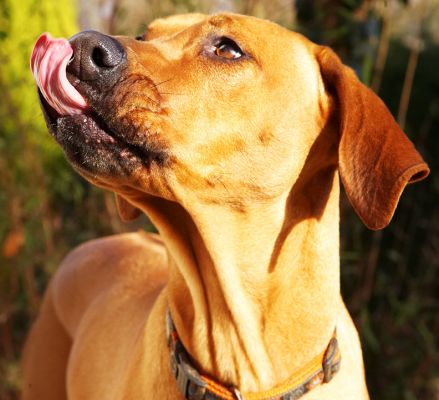 Kila in 7th heaven
Ключевые слова: Kila Rhodesian Ridgeback peanut butter tongue
