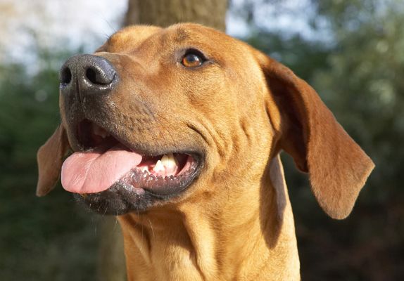 Well, c'mon give it to me
Anahtar kelimeler: Simba Rhodesian Ridgeback peanut butter tongue