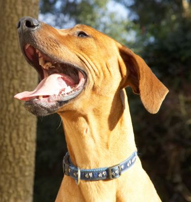 Oh joy!
Schlüsselwörter: Simba Rhodesian Ridgeback tongue mouth peanut butter
