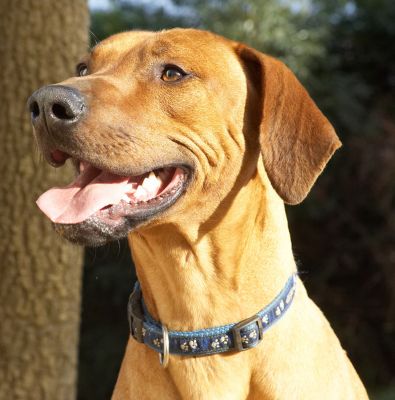 Simba concentrating on the peanut butter jar
Keywords: Simba Rhodesian Ridgeback peanut butter jar