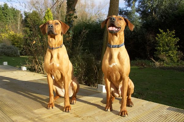 Kila & Simba
This was one of the few sunny days we have had this winter so we decided to spend some quality time with our doggie guests and have a peanut butter picnic.
Palabras clave: Kila Simba Rhodesian Ridgeback peanut butter picnic winter sunny