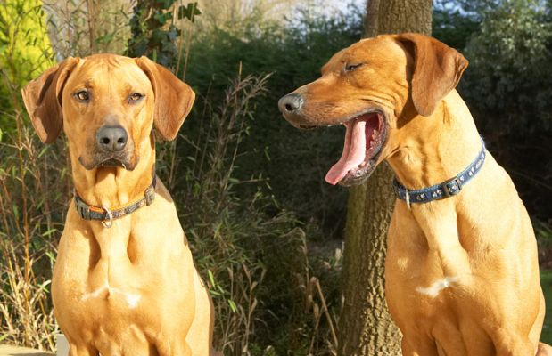 Look, sis, it's all gone
Anahtar kelimeler: Kila Simba Rhodesian Ridgeback tongue peanut butter