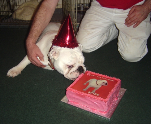Boy, that looks good enough to eat
Keywords: Spike birthday cake Bulldog