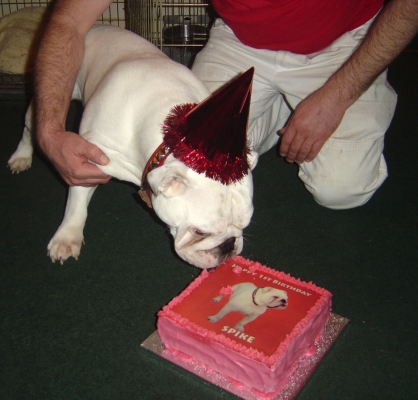 Smells good
Keywords: Spike birthday cake Bulldog