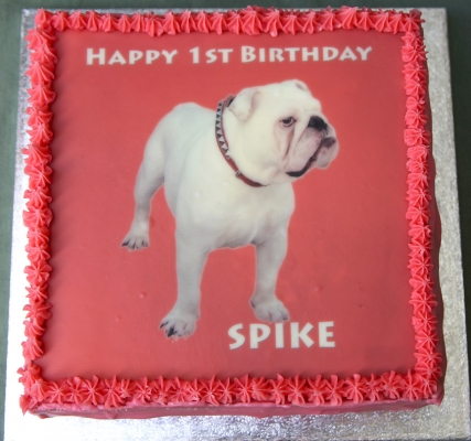 Spike's birthday cake
Keywords: Spike birthday cake Bulldog