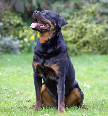 I think you've got something for me
Keywords: Hugo Rottweiler tongue