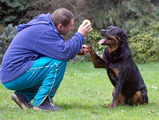 Do I get my reward now?
Ключові слова: Hugo Rottweiler tongue Zbigniew