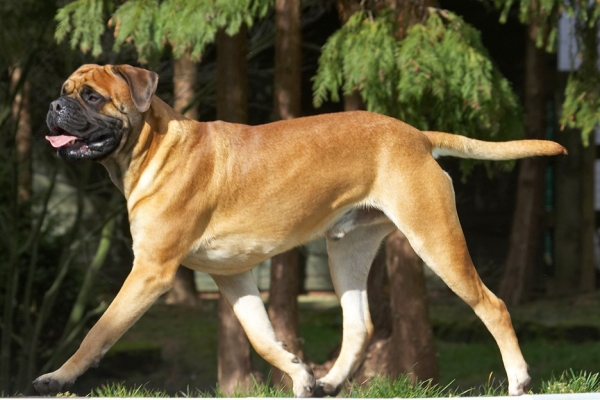 I'm on a mission
Palabras clave: Morgan Bull Mastiff tongue