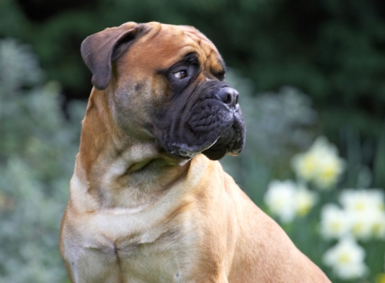 I'm contemplating
Mots-clés: Morgan Bull Mastiff