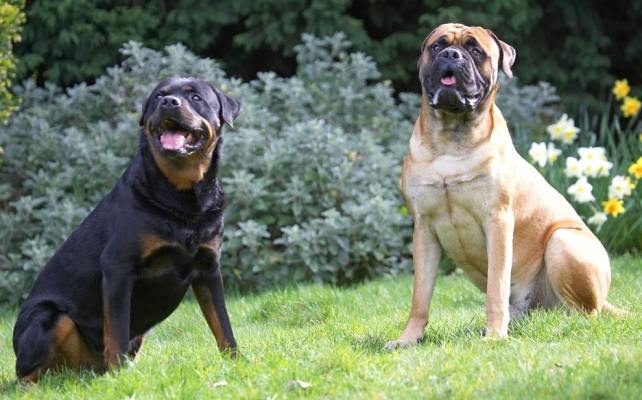 Jus' chilling out
الكلمات الإستدلالية(لتسهيل البحث): Hugo Morgan Rottweiler Bull Mastiff tongue