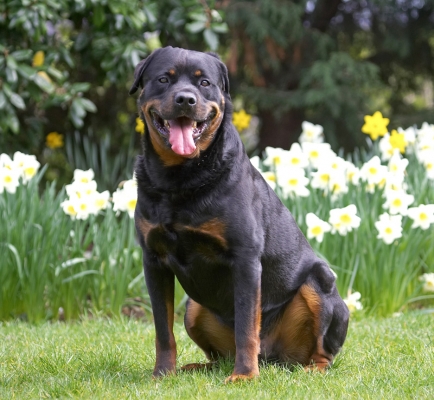 Yeah, yeah, I'm posing
Anahtar kelimeler: Hugo Rottweiler tongue