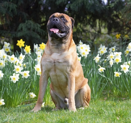 OK, I'm ready for my treat now
Keywords: Morgan Bull Mastiff tongue