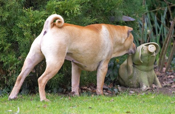 Love at first sight  - Spartacus kissing the stone pig
Palabras clave: Sparty Spartacus Shar-pei stone pig