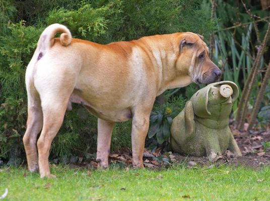 Spartacus waiting for a reaction
Ключевые слова: Sparty Spartacus Shar-pei stone pig