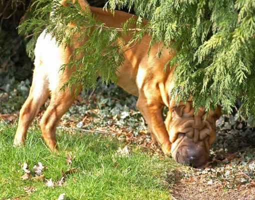 Cane with a really good smell
Ключові слова: Cane Shar-pei smell