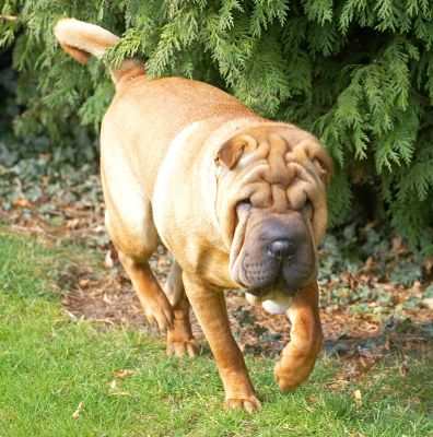 Cane on the hunt
Keywords: Cane Shar-pei hunt
