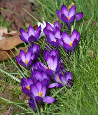 Spring Flowers -- Whitecroft Garden
March 19 2006
Palabras clave: spring flowers purple Whitecroft