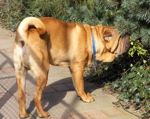 Cane sniffing the pine
Keywords: Cane Shar-pei pine