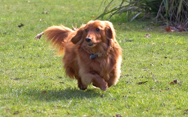 Molly Having A Run
Palabras clave: Molly long haired daschund dog run running