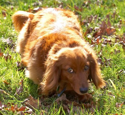 Molly in the Sunshine
We're finally starting to see some sunshine in Worcestershire.  Molly enjoying a run in the garden.
Palabras clave: Molly sunshine long haired daschund spring