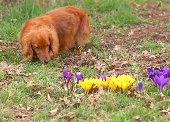 Molly and the Spring Flowers
Schlüsselwörter: Molly spring flowers daschund