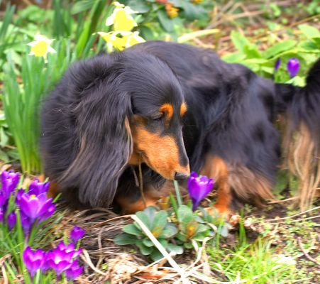 Whistler -- Springtime
It's [i]finally[/i] starting to look like spring at Lucies Farm.  The spring flowers are starting to bloom, and we're finally getting a little sunshine.  Whistler enjoys a spring flower.
Ključne besede: Whistler spring flower daffodill long haired daschund Lucies Farm