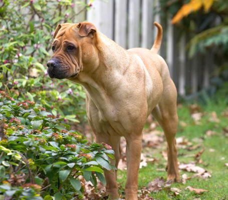 Maxi looking very worried or working out how to get at those ducks!
Anahtar kelimeler: Maxi Maximus Shar-pei ducks worried