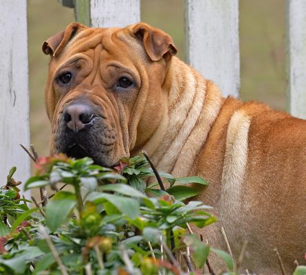 Maxi the watch dog
Palabras clave: Maxi Maximus Shar-pei watch dog
