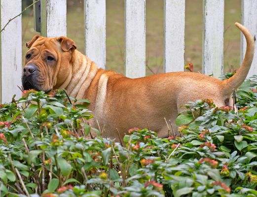 Maxi really loved this spot
Schlüsselwörter: Maxi Maximus Shar-pei