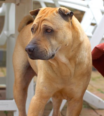 Spartacus looking thoughtful
Ключевые слова: Sparty Spartacus Shar-pei