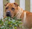 Mar-19-06-0077a.jpg