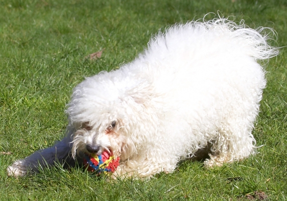 This is MY ball
Palabras Clave: Oscar Bolognese
