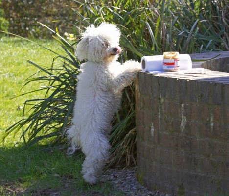 Guess I'll just have to help myself
Ключові слова: Oscar Bolognese tongue peanut butter