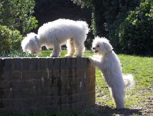 Hey, how did you get up there?
Palabras clave: Oscar Lulu Bolognese