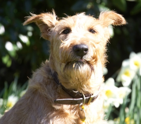 Can't talk - got my mouth full
Keywords: Tintin Irish Terrier peanut butter
