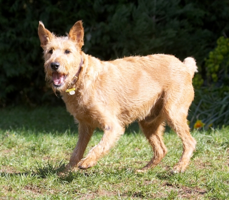 C'mon, let's go
Ključne besede: Tintin Irish Terrier